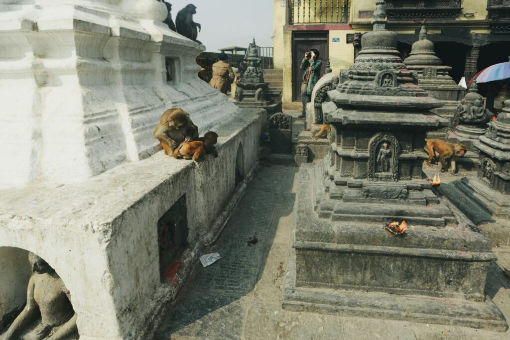 Group of monkeys interacting at an ancient stone temple shrine with Buddhist sculptures.
